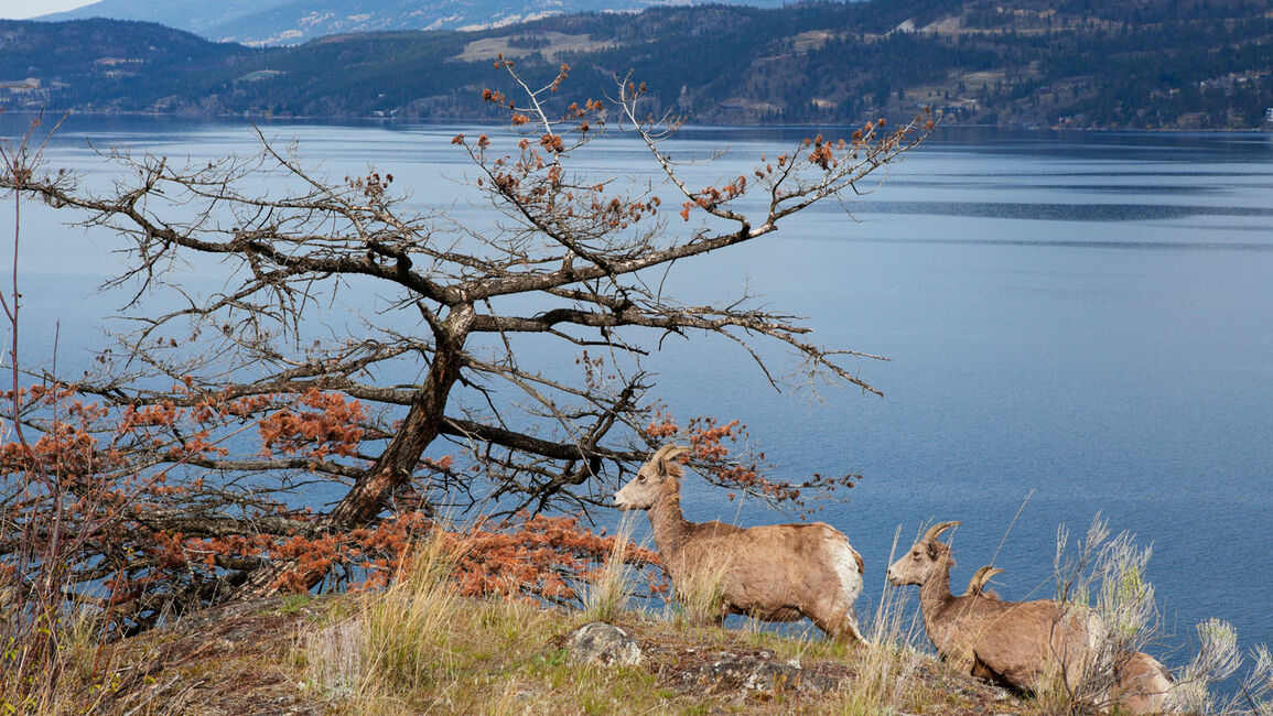 It’s Wild Here: Wildlife & Wildflowers Near Kelowna Accommodations