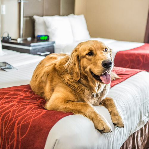 Comfort Suites Kelowna Pet Friendly Queen/Double