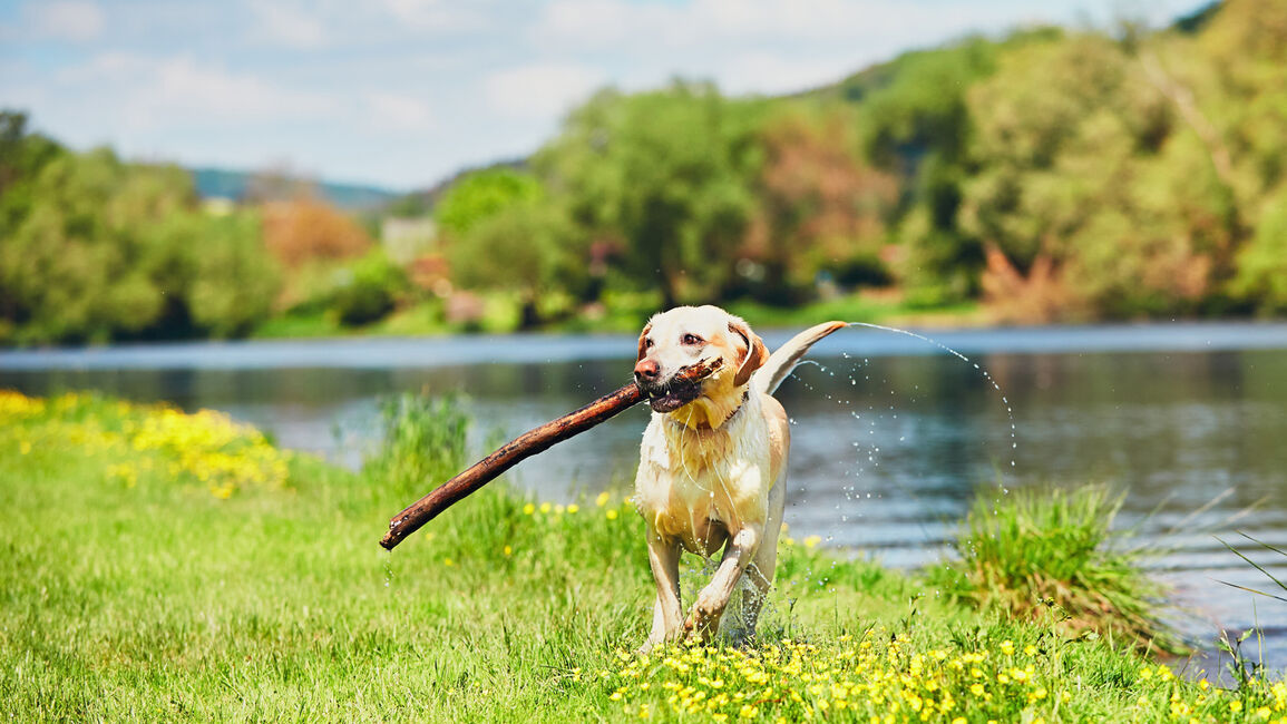 Dog Guide: Take Fido on an Adventure From Your Pet-friendly Hotel